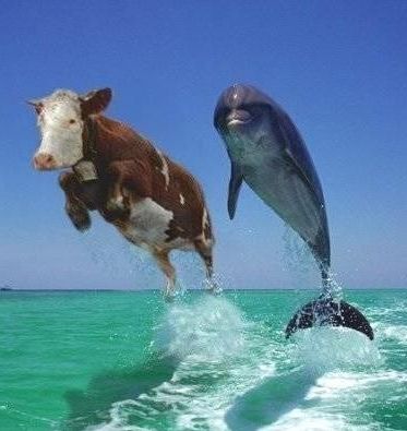 Delfin og ko i tandem