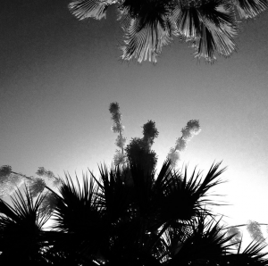 palms