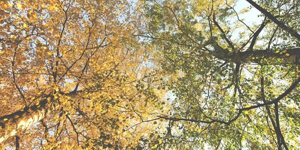 Leaves in two colours
